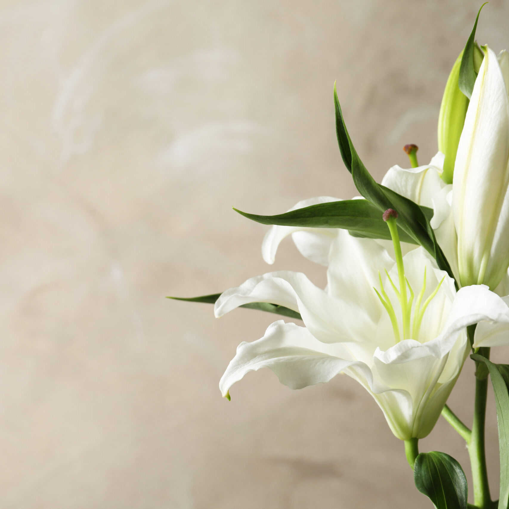 Beautiful lilies on light brown background, space for text